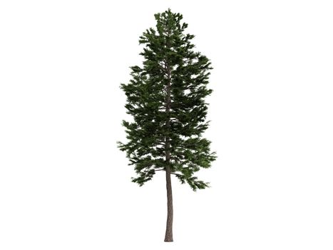 Pine or latin Pinus sylvestris  isolated on white background