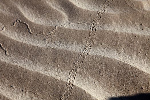 Wind textures on sand in Sahara