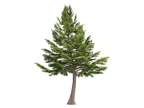 Cedar or latin Cedrus libani isolated on white background