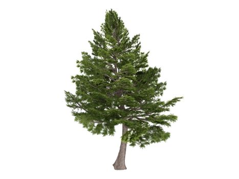 Cedar or latin Cedrus libani isolated on white background