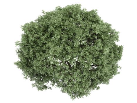 Willow or latin Salix fragilis isolated on white background