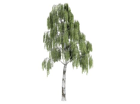 Birch or latin Betula isolated on white background