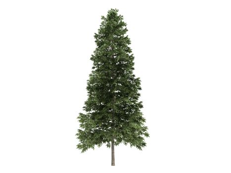 Spruce or latin Picea abies isolated on white background