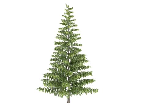 Spruce or latin Picea isolated on white background