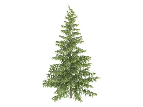 Spruce or latin Picea isolated on white background