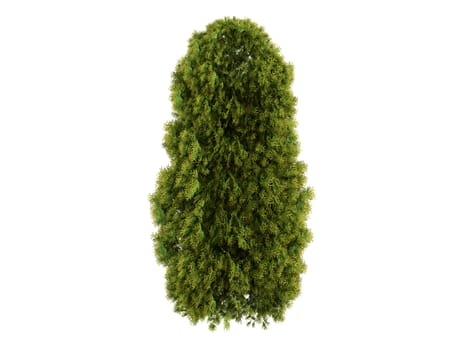 Thuja isolated on white background