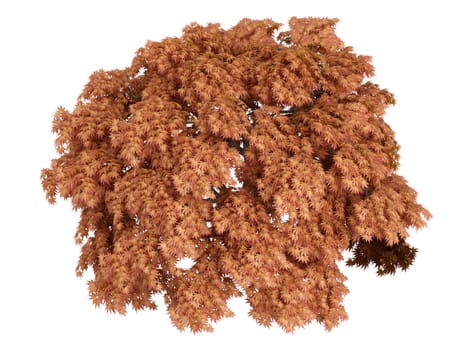 Maple or latin Acer japonicum isolated on white background