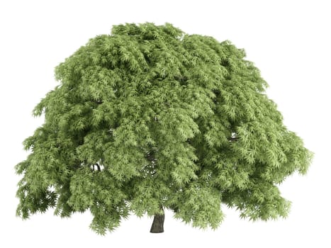 Maple or latin Acer palmatum isolated on white background