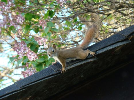 chipmunk on roof