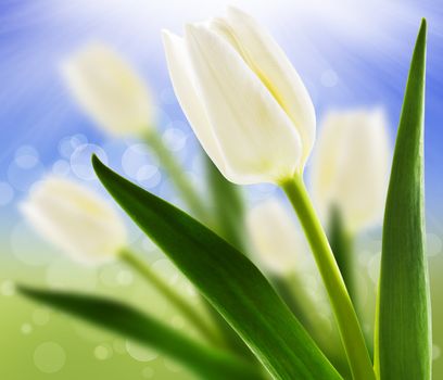 Spring background with white tulips