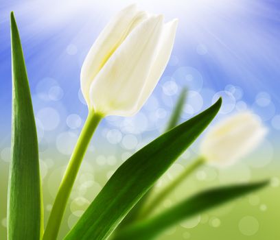 Spring background with white tulips