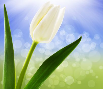 Spring background with white tulips