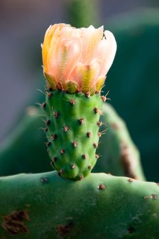 Yellow Prickly Pear Cactus Flower on large cactus plant on Lanzarote, Canary Islands, Spain