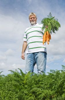 Carrot farmer in a carrot field on a farm