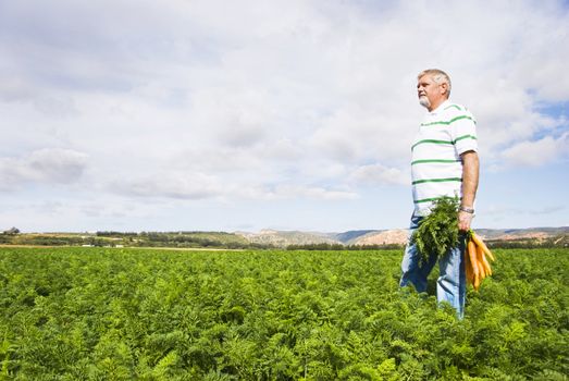 Carrot farmer in a carrot field on a farm