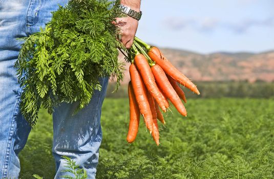 Carrot farmer in a carrot field on a farm