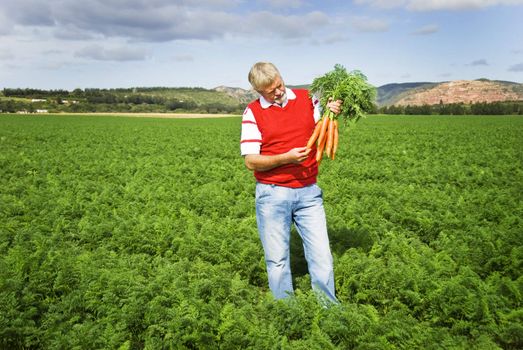 Carrot farmer in a carrot field on a farm