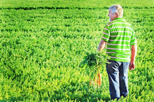 Carrot farmer in a carrot field on a farm