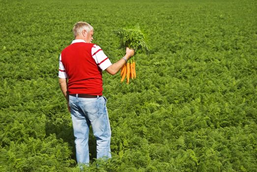 Carrot farmer in a carrot field on a farm