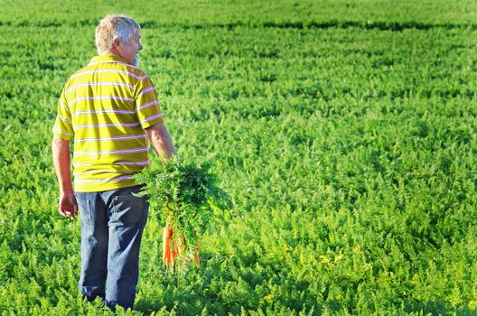 Carrot farmer in a carrot field on a farm