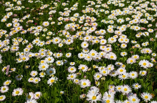 field with blooming daisies in spring