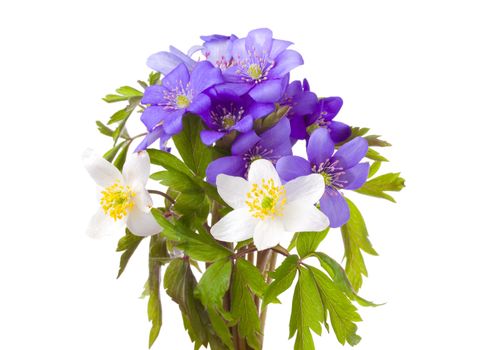 close-up bouquet from hepatica and anemone flowers, isolated on white