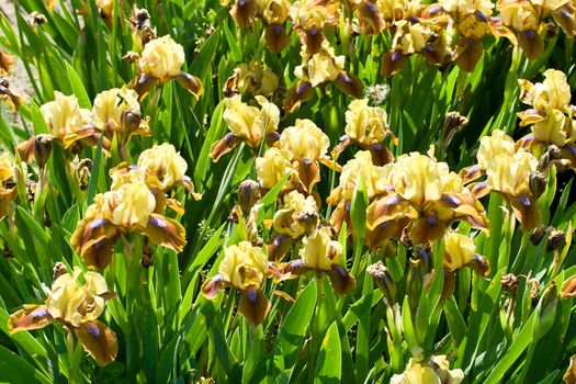 close-up yellow-brown-purple irises on field