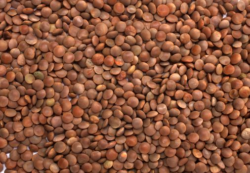 Brown Lentils (lens culinaris)