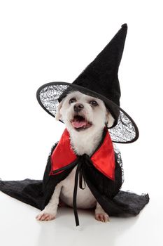 A scary evil dog witch or wizard wearing a black witches hat and black cloak.  White background.