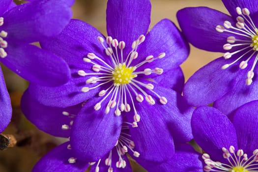 close-up hepatica flowers background