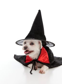 A white maltese terrier wears a black witches hat and a black and red cape.  White background.