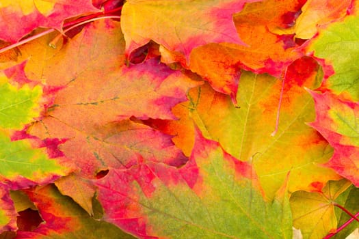 autumn maple leaves background