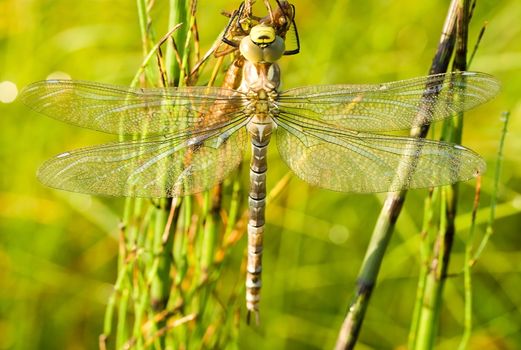 close-up dragonfly against green grass background