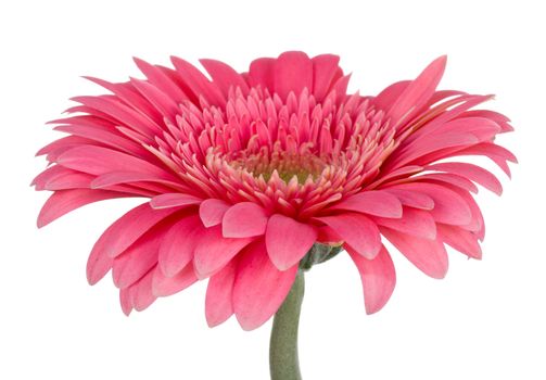 close-up pink gerbera flower, isolated on white