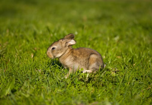 gray bunny on green grass background