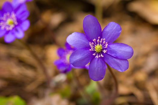 close-up hepatica flower on brown background