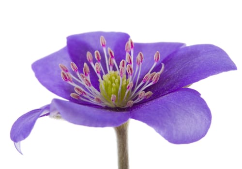 close-up hepatica flower, isolated on white