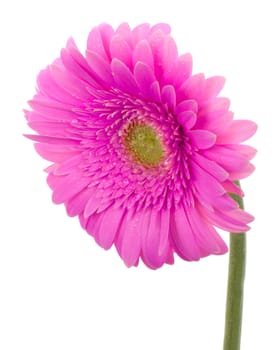 close-up wet pink gerbera flower, isolated on white