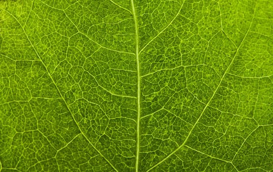 macro shot of green leaf