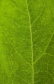 green leaf, macro shot