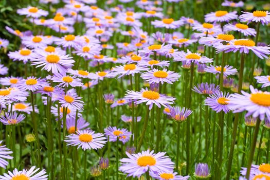 meadow with purple daisies flowers