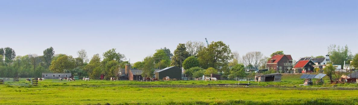 Panorama Dutch country landscape with farms and cows on evening in spring