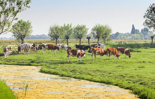 Cows and sheep grazing in the meadows of Dutch polder landscape in spring