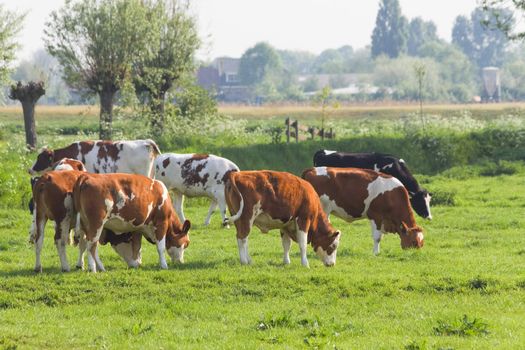 Cows grazing in Dutch polder landscape in spring