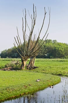 Old pollard-willows at the waterside in Dutch country landcape with resting black sheep in spring - vertical