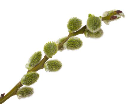 close-up pussy willow branch, isolated on white