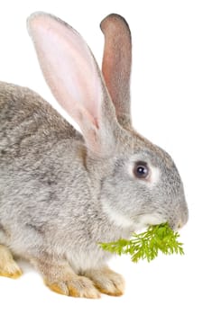 close-up rabbit eating leaf, isolated on white