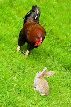 rooster and bunny on green grass