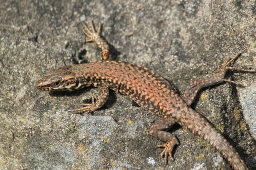 Brown lizard lying on a grey stone