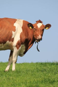 Brown and white cow walking and looking aside to the photographer